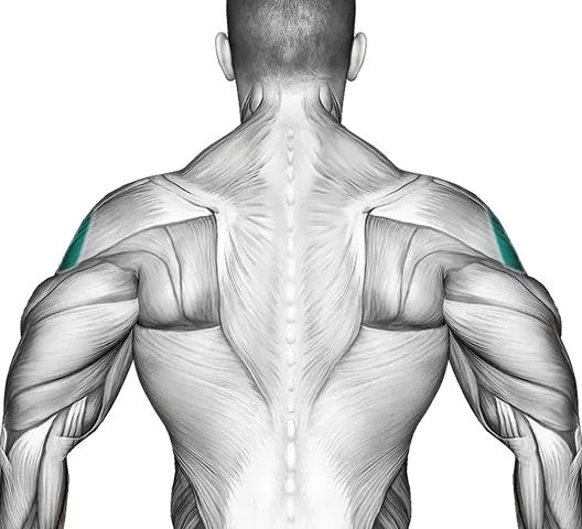 Side delts — Muscle parts: Side delts (Back)