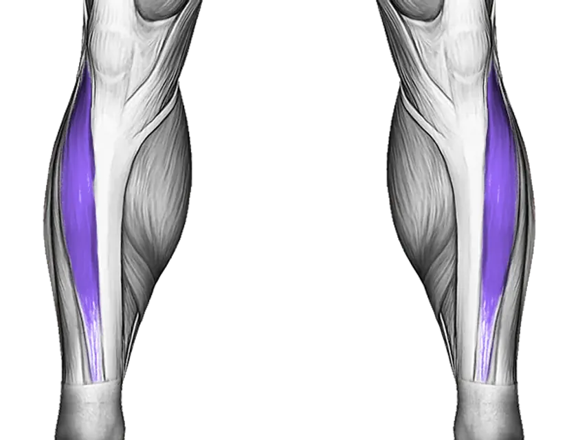 Tibialis — Muscle parts: Tibialis
