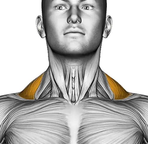 Traps — Muscle parts: Upper traps (Front)