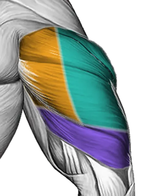 Triceps — Muscle parts: Triceps long head, Triceps lateral head, Triceps medial head (Back)