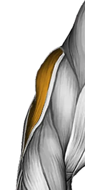 Triceps — Muscle parts: Triceps long head, Triceps lateral head, Triceps medial head (Front)